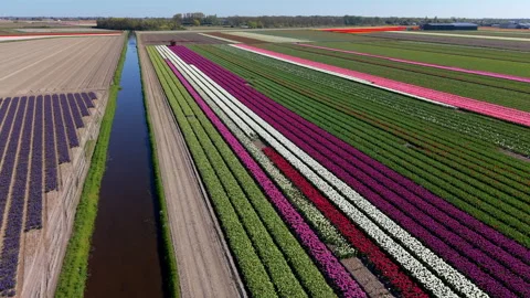 An expansive high-angle aerial drone shot of beautiful patchwork flower fields Stock-Footage 336278832