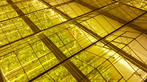 Expansive illuminated greenhouse with rows of leafy crops under warm sodium grow Vidéo 336008683