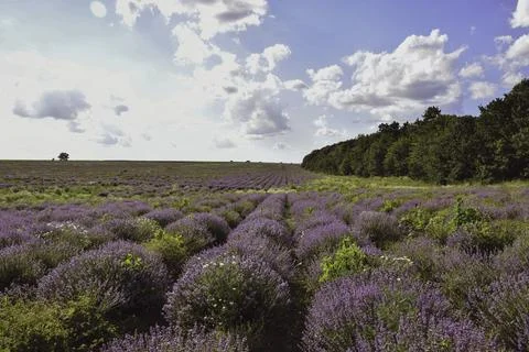 Expansive lavender field under a bright blue sky with fluffy clouds, showca.. Stock Photos