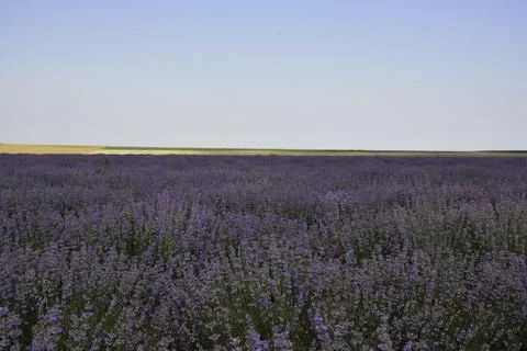 Expansive lavender field under a clear blue sky, showcasing vibrant purple .. Stock Photos