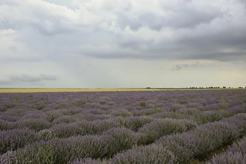 Expansive lavender field under a cloudy sky, showcasing vibrant purple bloo.. Stock Photos