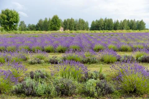 Expansive Lavender Fields Under a Clear Sky Capturing the Essence of Natures Stock Photos
