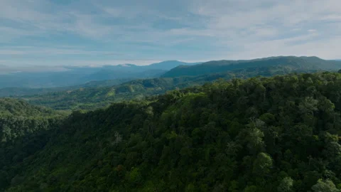 Expansive Lush Forest Landscape. Panoramic High Altitude Image Of Lush Jungle Vidéo 336032768
