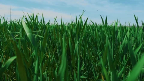 Expansive Lush Green Field Under a Clear Blue Sky A True Reflection of Natures Stock Footage 313287009