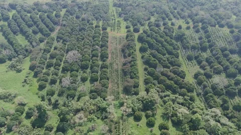 Expansive macadamia nut plantation featuring rows of lush trees, showcasing Video stock 337912040