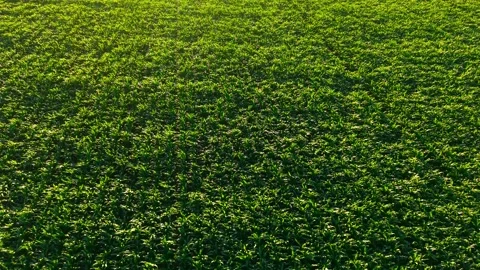 Expansive maize field with uniform crop rows. Healthy green vegetation across Stock Footage 344538206
