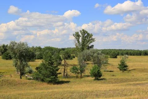 Expansive meadow dotted with trees under a bright blue sky with fluffy clouds Stock Photos