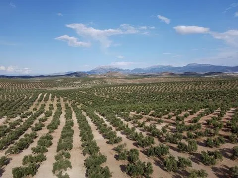 Expansive Olive Tree Landscape with Vast Fields and Scenic Cloud-Filled Sky Stock Photos