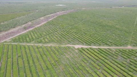 Expansive Orchard Mango Trees With Geometric Pattern Seen From Above In Stock Footage 309101770