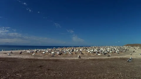 Expansive panoramic view of hundreds of Australasian gannets gathered across Stock Footage 335372830