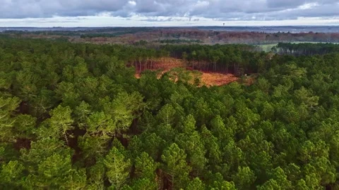 Expansive Pine Forest with Clearing Under Cloudy Skies Stock Footage 336662536