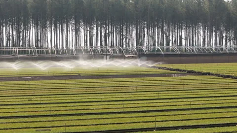 Expansive pine tree nursery for afforestation and environmental sustainability Stock Footage 303398956