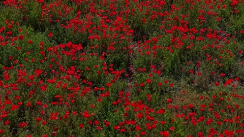 Expansive poppy field in full bloom forms a red carpet across landscape wit.. 스톡 동영상 336942962