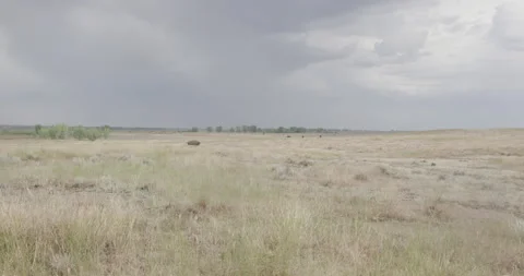 Expansive prairie with Bison Scattered in the Distance Stock Footage 332439338