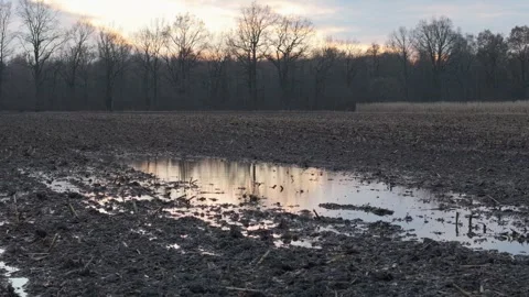 Expansive puddle in the center of a plowed field. Decomposing grain seedlin.. Stock Footage 260223246