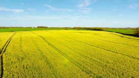 Expansive rapeseed farmland bordered by green fields and scattered trees under Vídeos de archivo 333580416