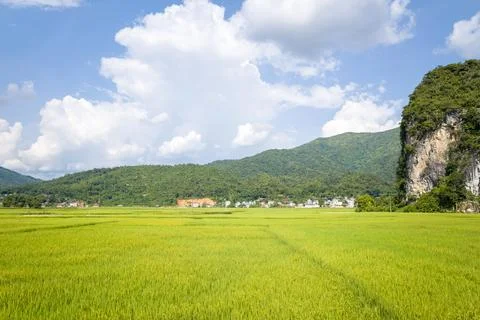 Expansive rice fields and limestone cliff, Vietnam Stock Photos