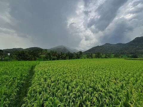 Expansive Rice Fields Under Overcast Sky Stock Photos