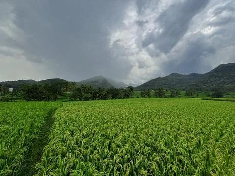 Expansive Rice Fields Under Overcast Sky Stock Photos