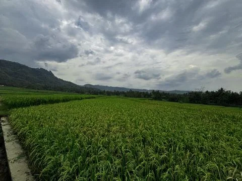 Expansive Rice Fields Under Overcast Sky Stock Photos