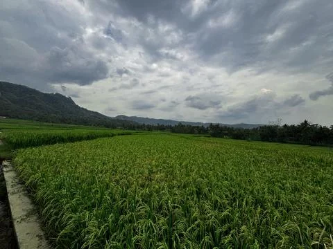 Expansive Rice Fields Under Overcast Sky Stock Photos