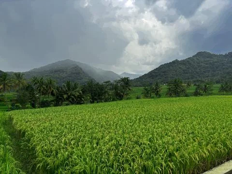 Expansive Rice Fields Under Overcast Sky Stock Photos