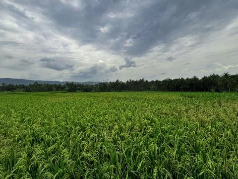Expansive Rice Fields Under Overcast Sky Stock Photos