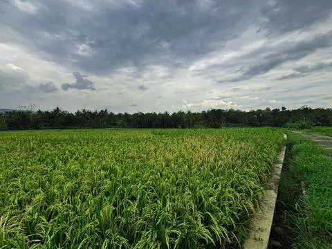 Expansive Rice Fields Under Overcast Sky Stock Photos