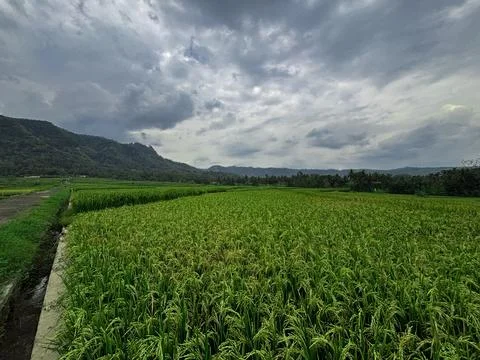 Expansive Rice Fields Under Overcast Sky Stock Photos