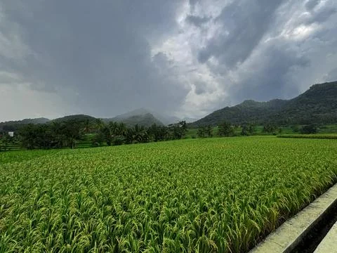 Expansive Rice Fields Under Overcast Sky Stock Photos