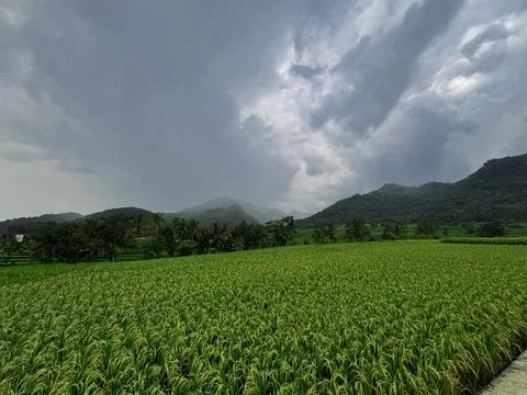 Expansive Rice Fields Under Overcast Sky Stock Photos