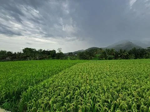 Expansive Rice Fields Under Overcast Sky Stock Photos
