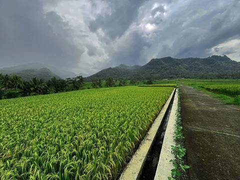 Expansive Rice Fields Under Overcast Sky Stock Photos