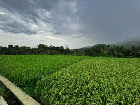 Expansive Rice Fields Under Overcast Sky Stock Photos