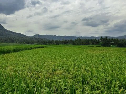 Expansive Rice Fields Under Overcast Sky Stock Photos
