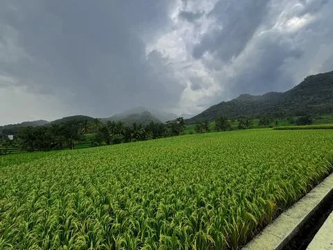 Expansive Rice Fields Under Overcast Sky Stock Photos