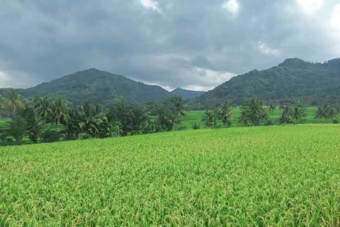 Expansive Rice Fields Under Overcast Sky Stock Photos