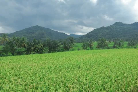 Expansive Rice Fields Under Overcast Sky Stock Photos