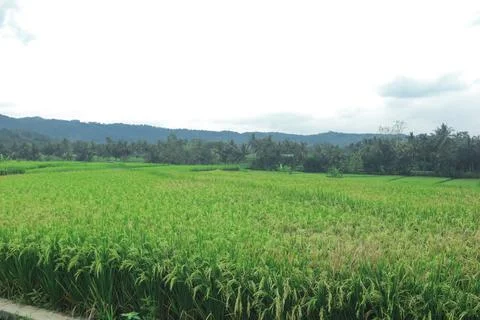 Expansive Rice Fields Under Overcast Sky Stock Photos