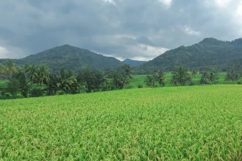 Expansive Rice Fields Under Overcast Sky Stock Photos