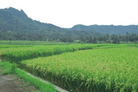 Expansive Rice Fields Under Overcast Sky Stock Photos