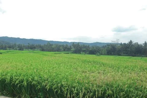 Expansive Rice Fields Under Overcast Sky Stock Photos