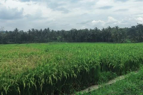 Expansive Rice Fields Under Overcast Sky Stock Photos