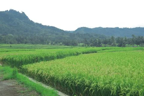 Expansive Rice Fields Under Overcast Sky Stock Photos