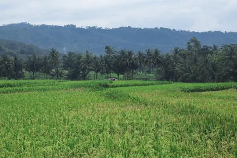 Expansive Rice Fields Under Overcast Sky Stock Photos