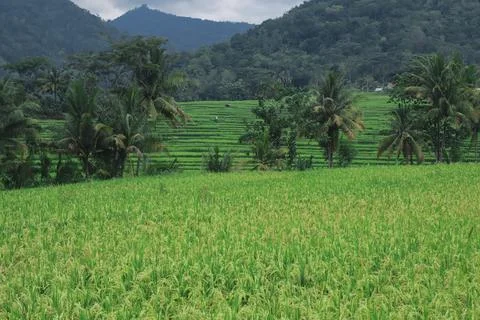 Expansive Rice Fields Under Overcast Sky Stock Photos