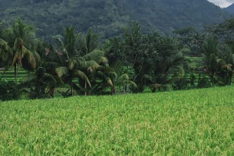 Expansive Rice Fields Under Overcast Sky Stock Photos