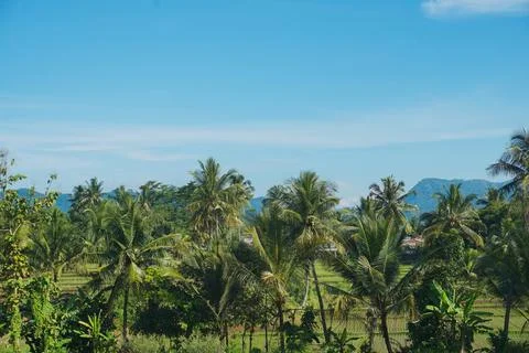 Expansive rice fields with vibrant green paddies stretching across rolling .. Foto stock