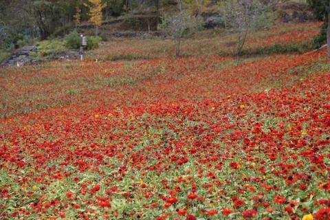Expansive rolling hillside completely covered in blooming red zinnia flowers Stock Photos