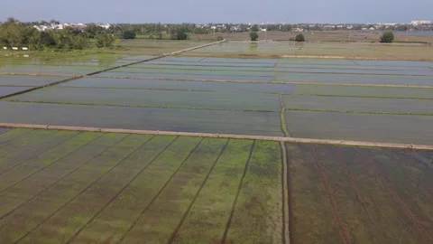 Expansive Shallow Flooded Rice Fields Near Hoi An, Neat Rectangular Parcels Stock Footage 340994534